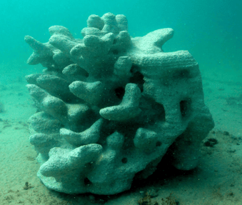 New 3D Coral Structure