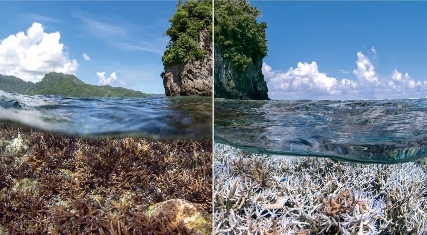 dying_corals-1-982417-edited.jpg dying_corals-1-982417-edited.jpg