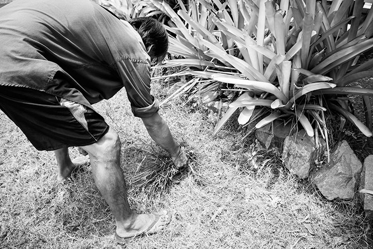 Man bending over to pick weeds.